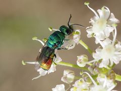 Chrysis marginata aliunda