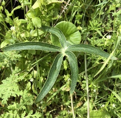Delphinium hesperium