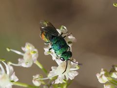 Chrysis marginata aliunda