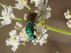 Chrysis marginata aliunda