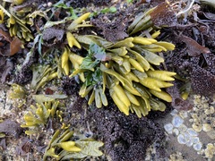 Pelvetiopsis limitata