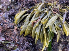 Pelvetiopsis limitata