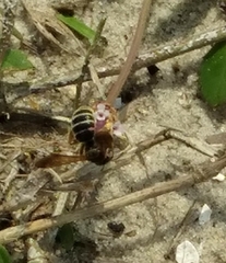 Dieunomia nevadensis bakeri