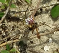 Dieunomia nevadensis bakeri