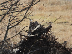 Tachycineta leucopyga