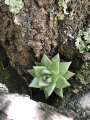 Echeveria agavoides