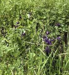 Delphinium hesperium
