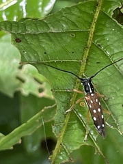 Glenea relicta