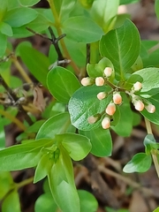 Bouvardia ternifolia