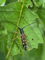 Glenea relicta