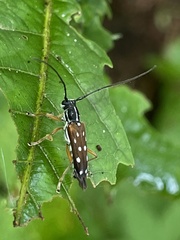 Glenea relicta