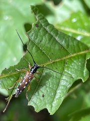 Glenea relicta