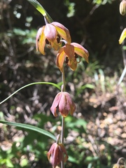 Fritillaria micrantha