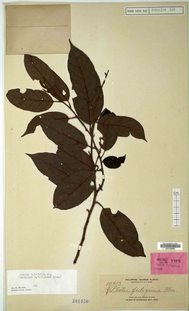 Platea latifolia (Platea latifolia)