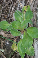 Craspedia uniflora maritima