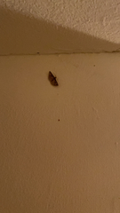 Lepidoptera