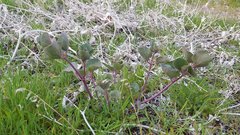 Mirabilis multiflora pubescens