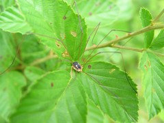 Leiobunum bimaculatum