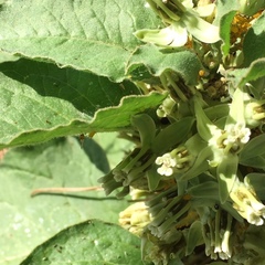 Asclepias oenotheroides