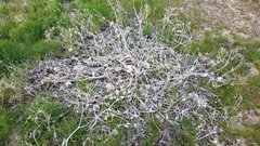 Mirabilis multiflora pubescens