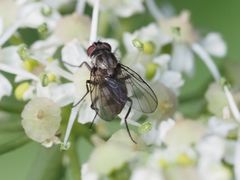 Limnophora maculosa