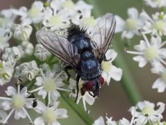 Epicampocera succincta