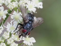 Epicampocera succincta