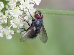 Epicampocera succincta