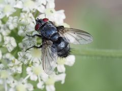 Epicampocera succincta