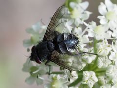 Epicampocera succincta