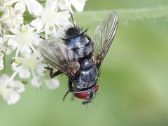 Epicampocera succincta