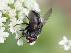 Epicampocera succincta