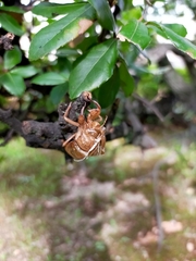 Graptopsaltria nigrofuscata