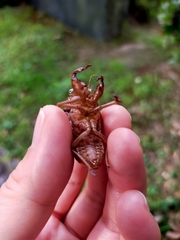 Graptopsaltria nigrofuscata