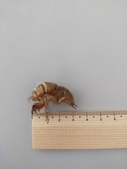 Graptopsaltria nigrofuscata