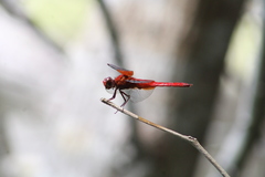 Libellula gaigei
