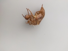 Graptopsaltria nigrofuscata