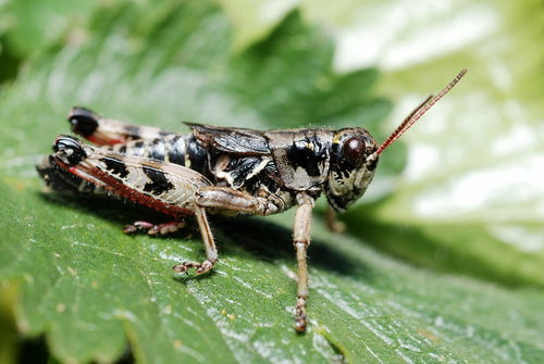 High Mountain Grasshopper