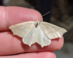 Prochoerodes truxaliata