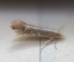 Cameraria quercivorella