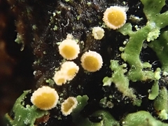 Parachnopeziza miniopsis