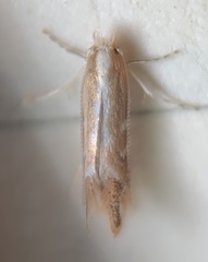 Cameraria quercivorella