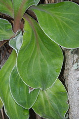 Craspedia uniflora maritima