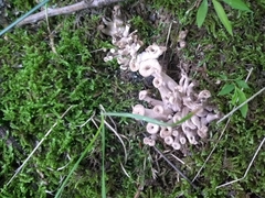 Craterellus foetidus