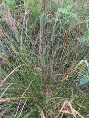 Oreojuncus trifidus