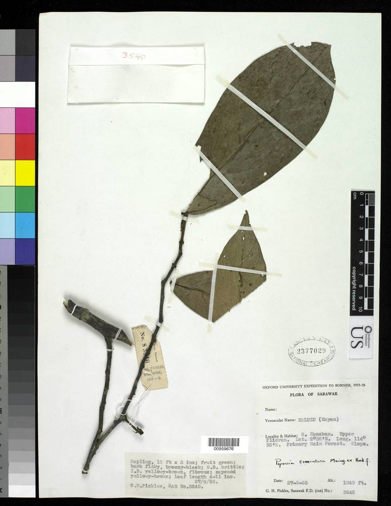 Popowia tomentosa