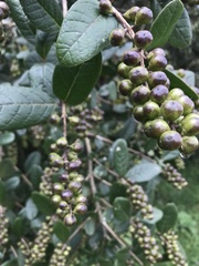 Citharexylum sulcatum