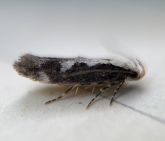 Agnippe prunifoliella