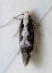 Agnippe prunifoliella