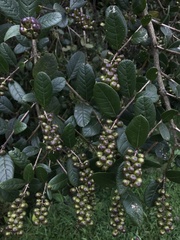 Citharexylum sulcatum